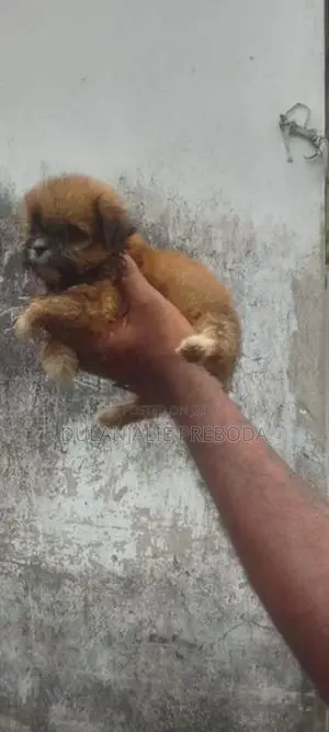 Shih Tzu Puppies