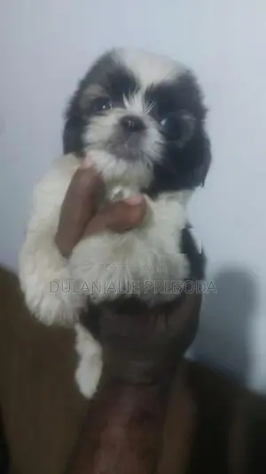 Shih Tzu Puppies