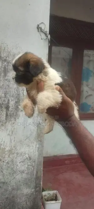 Shih Tzu Puppies