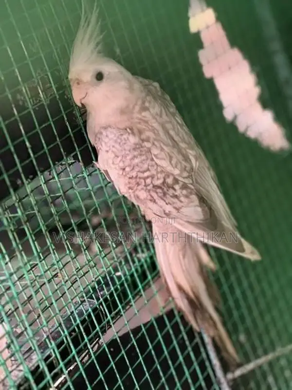 Cockatiel