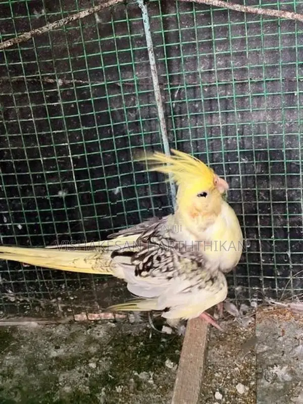 Cockatiel