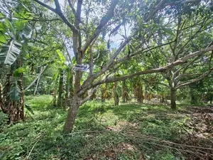 Land For Sale In Monaragala / විකුණන ඉඩම - මොණරාගල