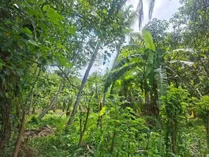Land For Sale In Monaragala / විකුණන ඉඩම - මොණරාගල