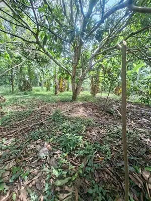 Land For Sale In Monaragala / විකුණන ඉඩම - මොණරාගල