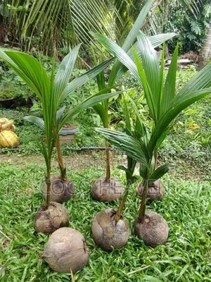 Red Coconut Plants