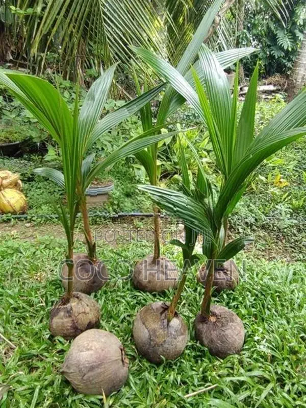 Red Coconut Plants