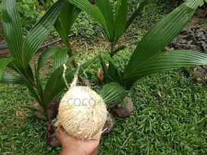 Red Coconut Plants