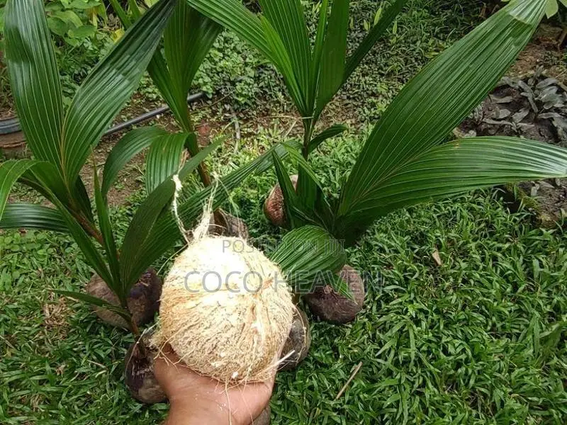 Red Coconut Plants