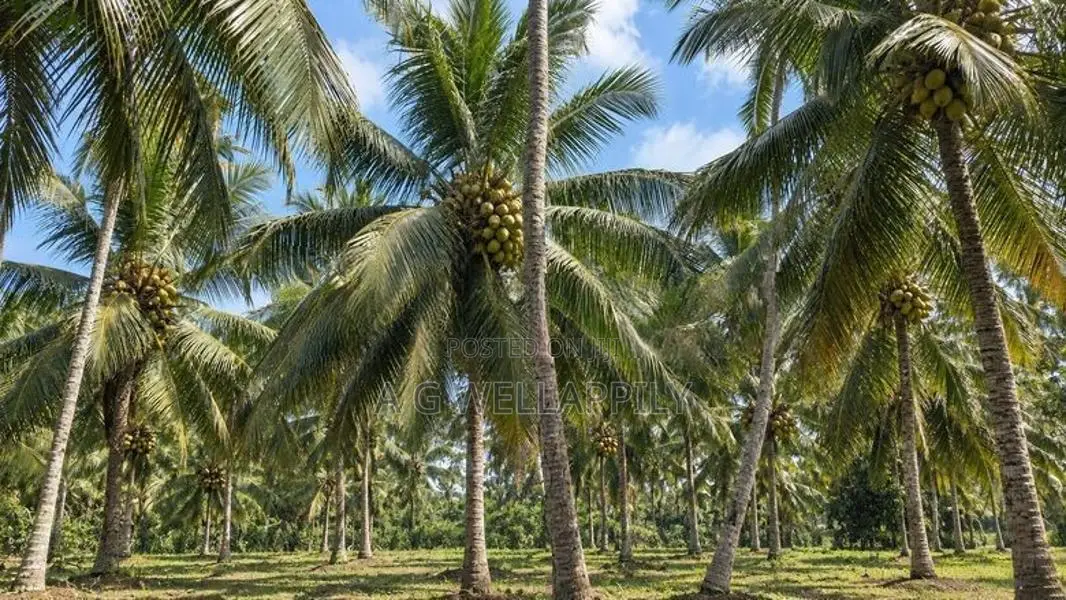 Land For Sale Kuliyapitiya