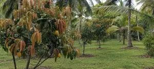 Land For Sale Kuliyapitiya