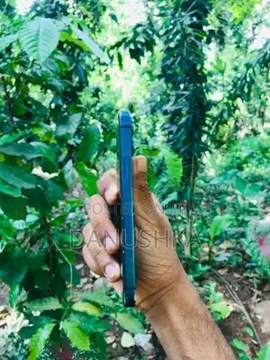 Apple iPhone 12 mini (Used)
