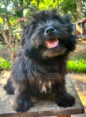 Shih Tzu Mixed Puppies