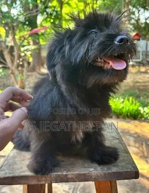 Shih Tzu Mixed Puppies
