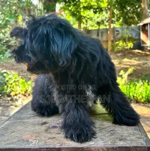 Shih Tzu Mixed Puppies