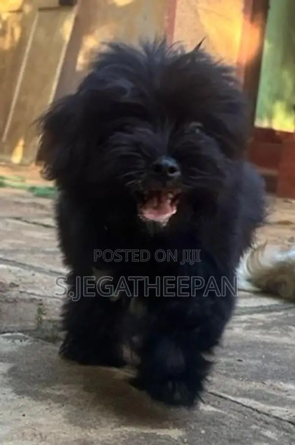 Shih Tzu Mixed Puppies