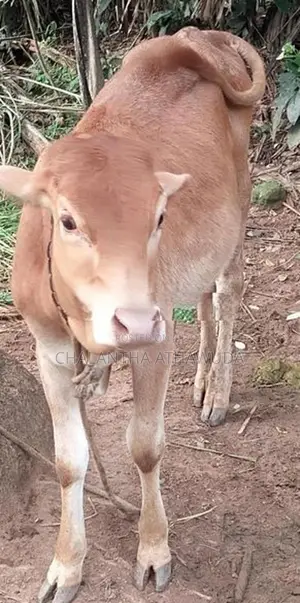 එලදෙන සහ පැටවා