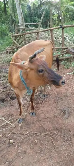 එලදෙන සහ පැටවා