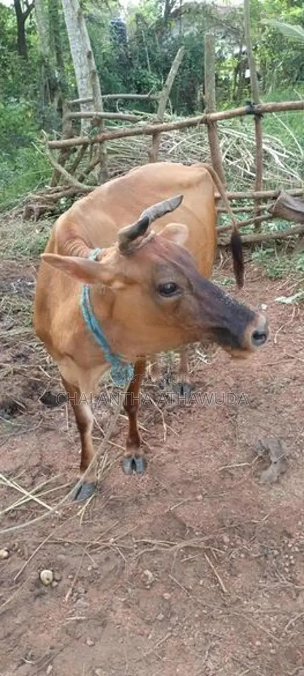 එලදෙන සහ පැටවා