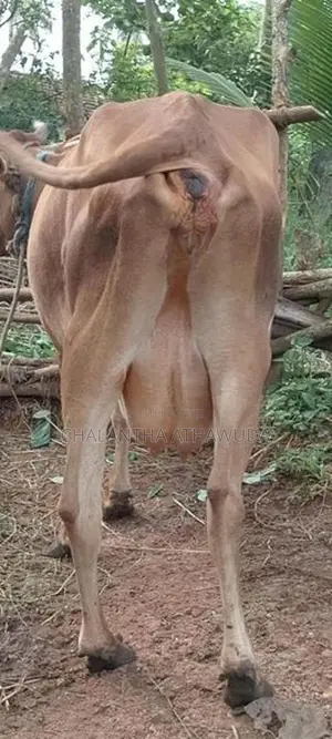 එලදෙන සහ පැටවා