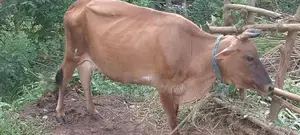 එලදෙන සහ පැටවා