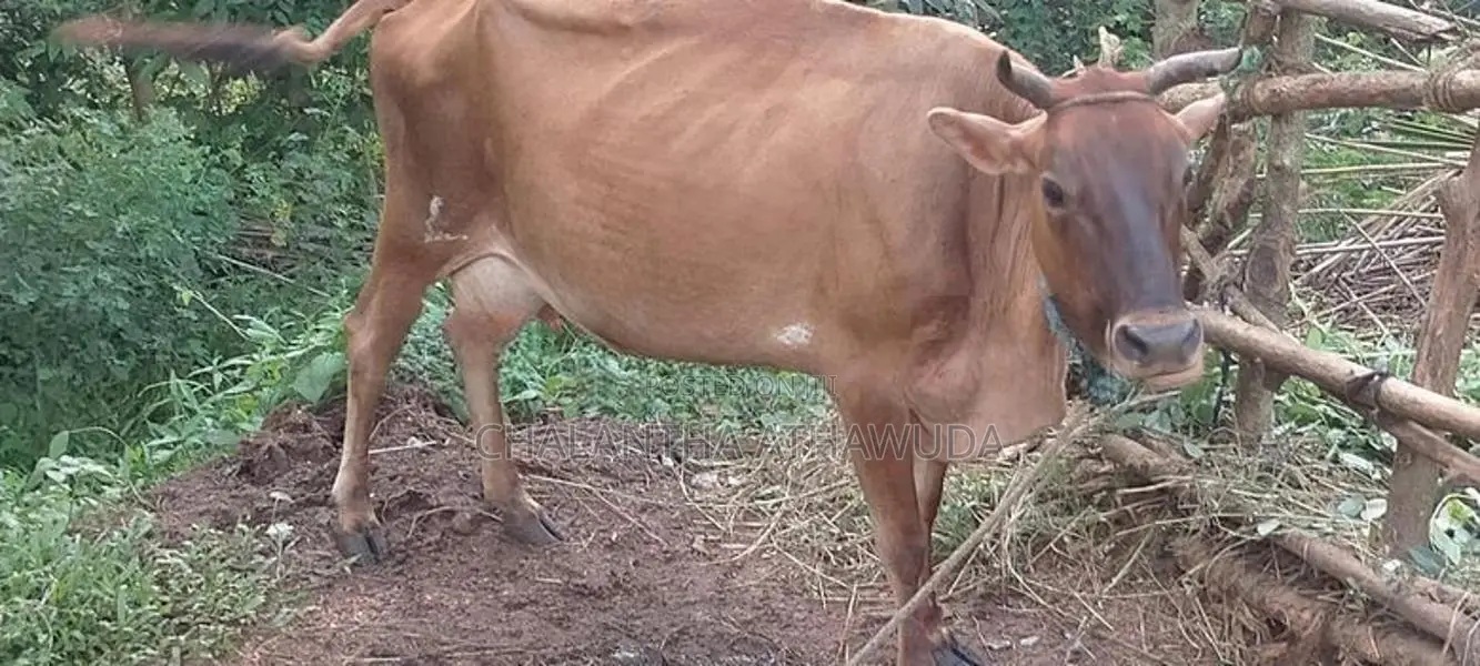 එලදෙන සහ පැටවා