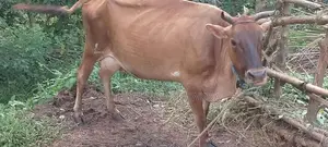 එලදෙන සහ පැටවා