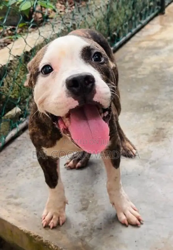 American Bully Male Puppy - Brindle Colour