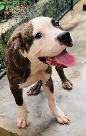 American Bully Male Puppy - Brindle Colour
