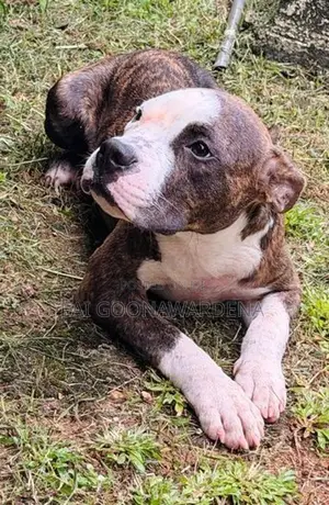 American Bully Male Puppy - Brindle Colour
