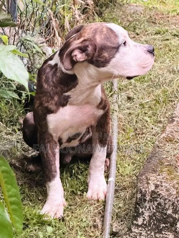 American Bully Male Puppy - Brindle Colour