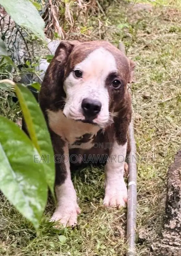 American Bully Male Puppy - Brindle Colour
