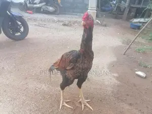 Fighter Cock - Poultry