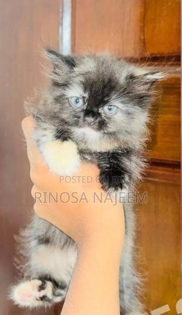 Persian Cat