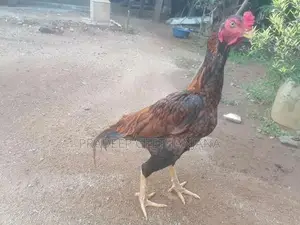Fighter Cock - Poultry