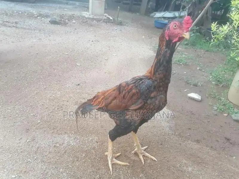 Fighter Cock - Poultry
