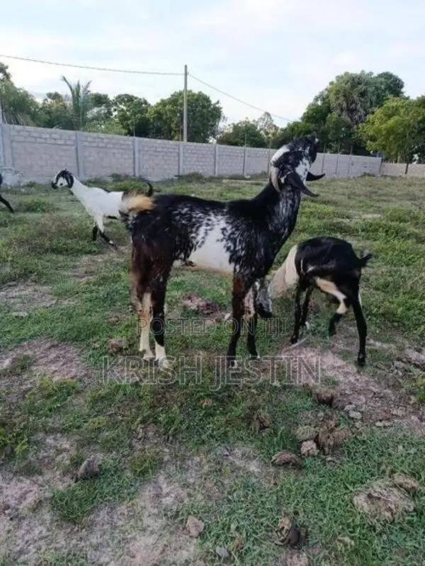 Healthy Jamunapari Cross Male Goat (Kidai Aadu)