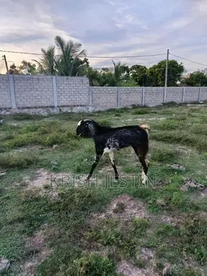 Healthy Jamunapari Cross Male Goat (Kidai Aadu)