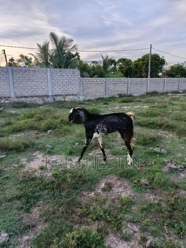 Healthy Jamunapari Cross Male Goat (Kidai Aadu)