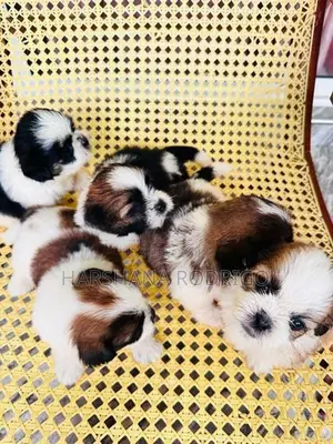 Beautiful Shih Tzu Puppies First Litter
