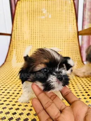 Beautiful Shih Tzu Puppies First Litter