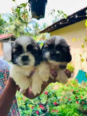 Beautiful Shih Tzu Puppies First Litter