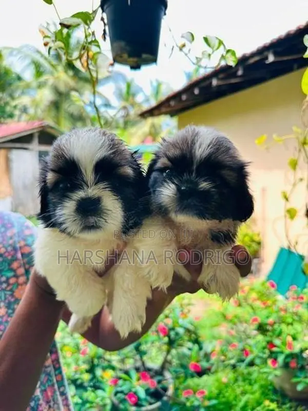 Beautiful Shih Tzu Puppies First Litter