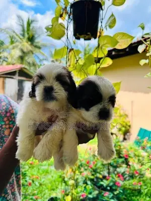 Beautiful Shih Tzu Puppies First Litter