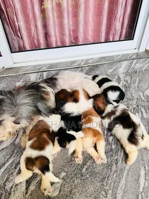 Beautiful Shih Tzu Puppies First Litter