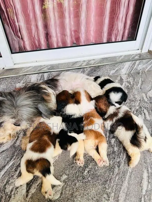 Beautiful Shih Tzu Puppies First Litter