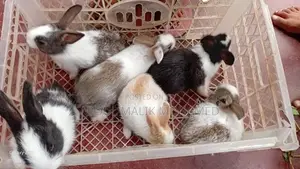 Rabbit Bunnies