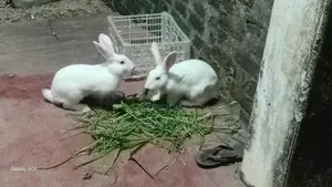 Rabbit Bunnies