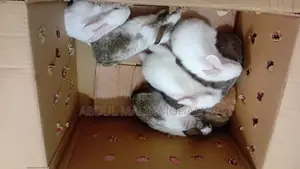 Rabbit Bunnies