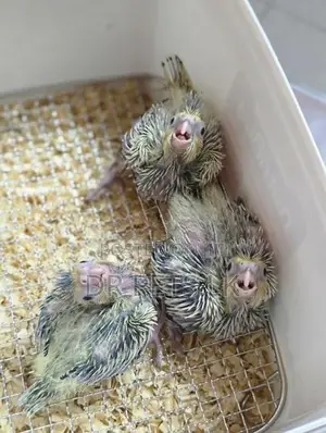 Cockatiel Hand Feeding Chicks