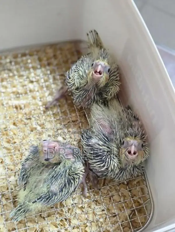 Cockatiel Hand Feeding Chicks